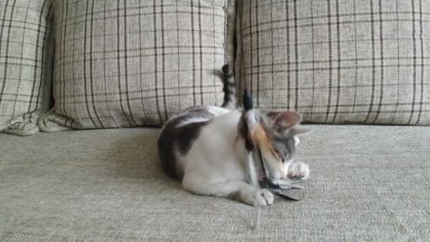 Сірий смугастий таббі кіт грає на дивані 2 — стокове відео