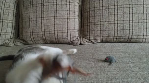 Γκρι ριγέ tabby γάτα παίζει σε έναν καναπέ με το ποντίκι — Αρχείο Βίντεο