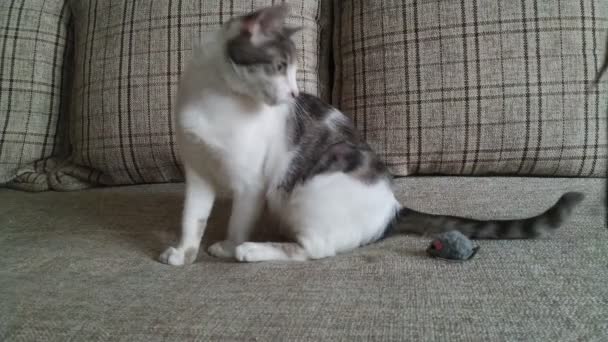 Сірий смугастий таббі кіт грає на дивані з мишкою 2 — стокове відео