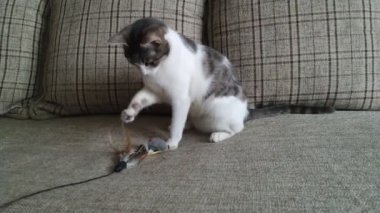 Kanepede oynayan gri çizgili tekir kedi.