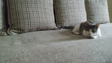 Gray striped tabby cat playing on couch and jumps2
