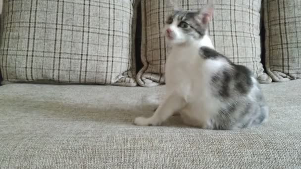 회색 줄무늬 고양이가 소파에서 놀면서 점프하는 모습 — 비디오
