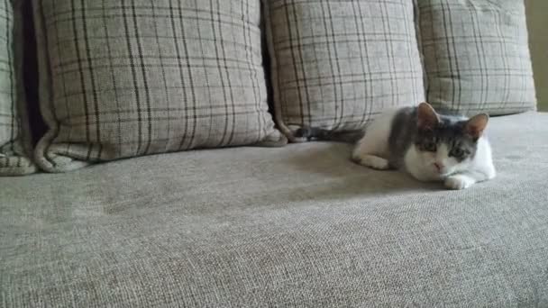 Gray striped tabby cat playing on couch and jumps2 — Stock Video