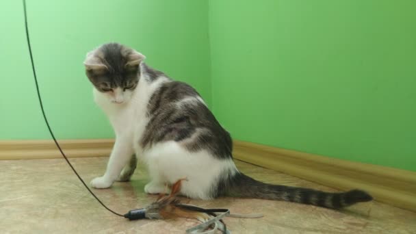Gris rayas gato tabby jugando en un suelo con cuerda — Vídeos de Stock