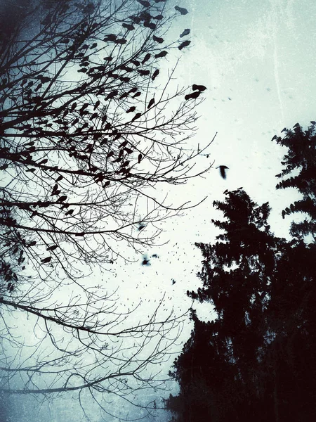 Hejno vrán na stromě za soumraku v tmavých barvách — Stock fotografie