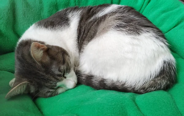 Cute grey and white former yard kitten sleeps on a green pillow — 스톡 사진