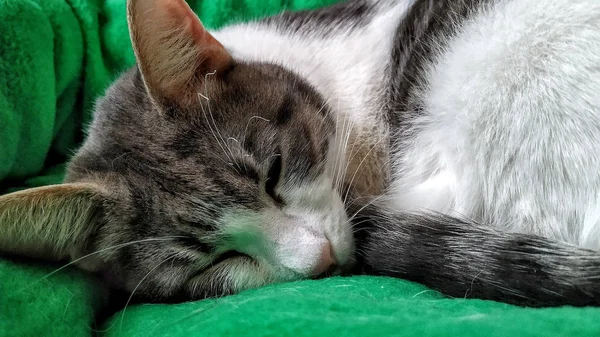Cute grey and white former yard cat sleeps on a green pillow — 스톡 사진
