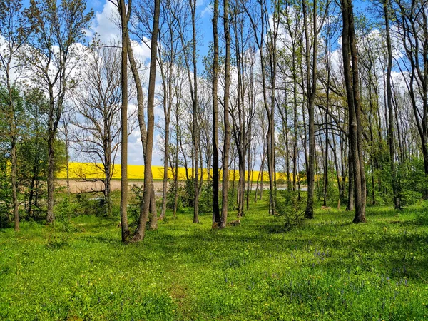 Green forest glade on the background of tall trees and blue clou