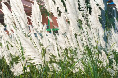 Akşam güneş ışığı ile rüzgar darbe sırasında çimen çiçek.