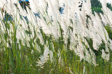 Akşam güneş ışığı ile rüzgar darbe sırasında çimen çiçek.