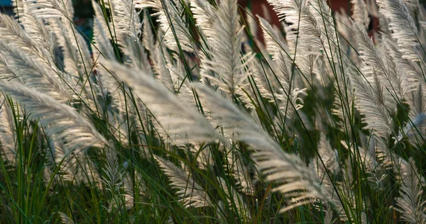 Bloem gras terwijl wind klap met zon in de avond. — Stockfoto