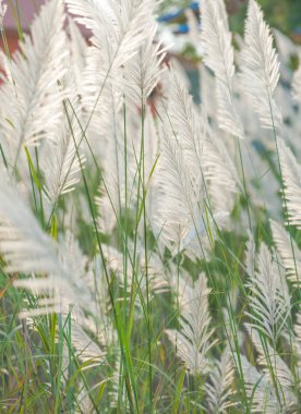 Akşam güneş ışığı ile rüzgar darbe sırasında çimen çiçek.
