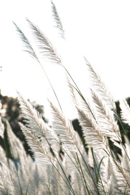 Akşam güneş ışığı ile rüzgar darbe sırasında çimen çiçek.