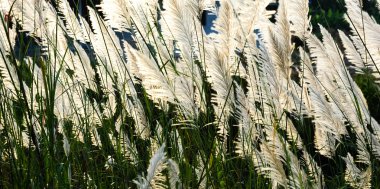 Akşam güneş ışığı ile rüzgar darbe sırasında çimen çiçek.