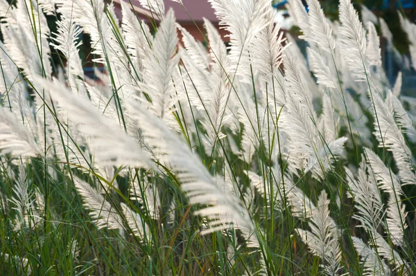 Akşam güneş ışığı ile rüzgar darbe sırasında çimen çiçek.