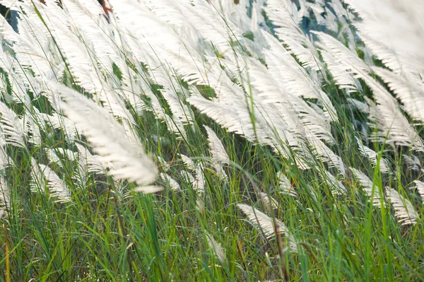 Flower grass while wind blow with sunshine at evening. — Stock Photo, Image