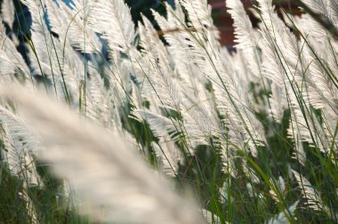 Akşam güneş ışığı ile rüzgar darbe sırasında çimen çiçek.