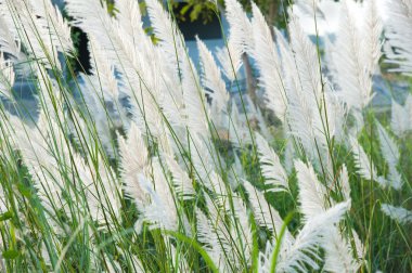 Akşam güneş ışığı ile rüzgar darbe sırasında çimen çiçek.