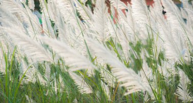 Akşam güneş ışığı ile rüzgar darbe sırasında çimen çiçek.