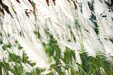 Akşam güneş ışığı ile rüzgar darbe sırasında çimen çiçek.