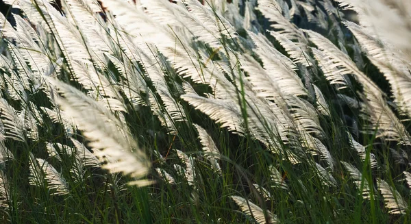 夕方の太陽の光と風が吹く中の花草. — ストック写真