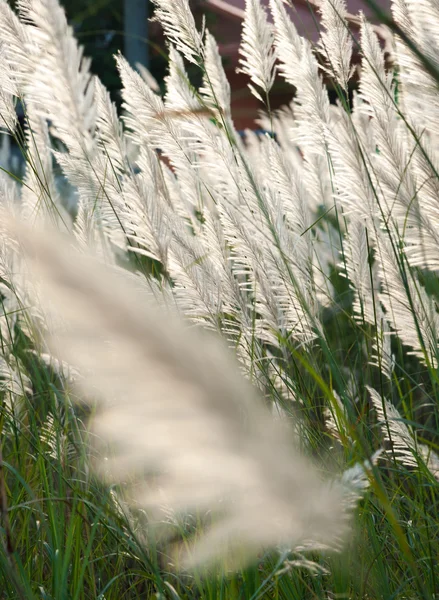 Flor de hierba mientras sopla el viento con el sol en la noche . — Foto de Stock