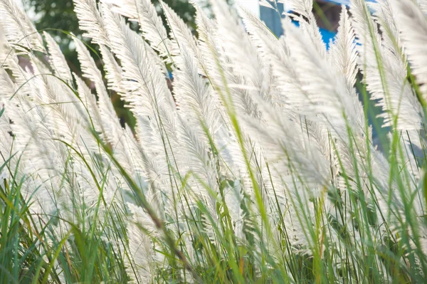 Flor de hierba mientras sopla el viento con el sol en la noche . — Foto de Stock