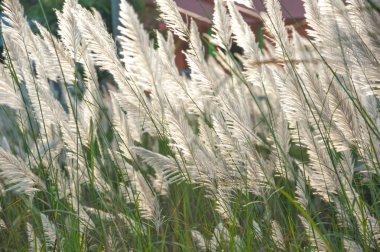 Akşam güneş ışığı ile rüzgar darbe sırasında çimen çiçek.
