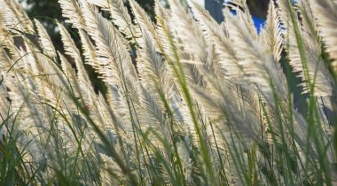 Akşam güneş ışığı ile rüzgar darbe sırasında çimen çiçek.