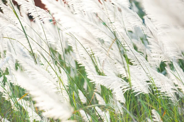 Flower grass while wind blow with sunshine at evening. — Stock Photo, Image