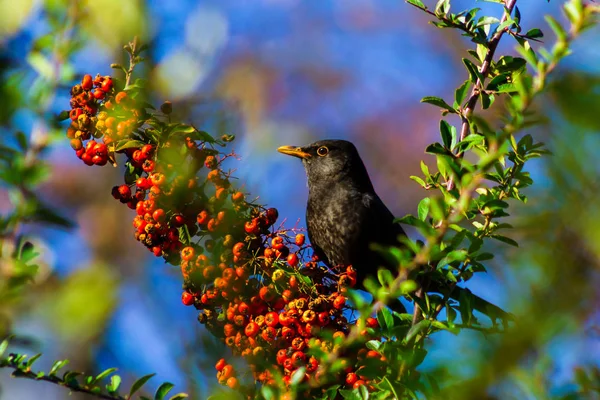 Starling äter saftiga frukter av havtorn — Stockfoto