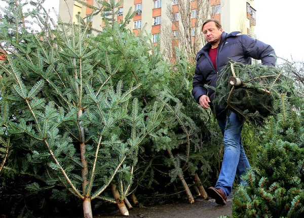 Market of Christmas trees in Uzhgorod — Stock Photo, Image