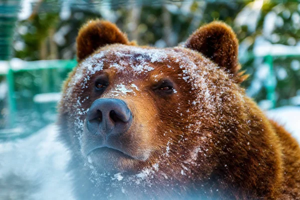 Portrait of a brown bear awake in winter — Stock Photo, Image