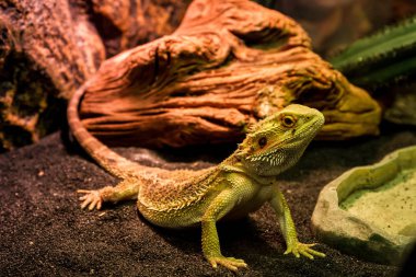 Uzhhorod hayvanlarda terrarium Sergisi