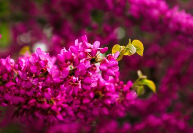 Bahar Erguvan cercis siliquastrum çiçeklenme