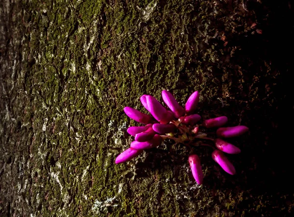 Tavasszal virágzó júdásfa, cercis siliquastrum — Stock Fotó