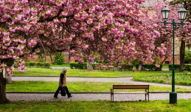 Narin pembe çiçekler açan Japon kiraz ağaçları.