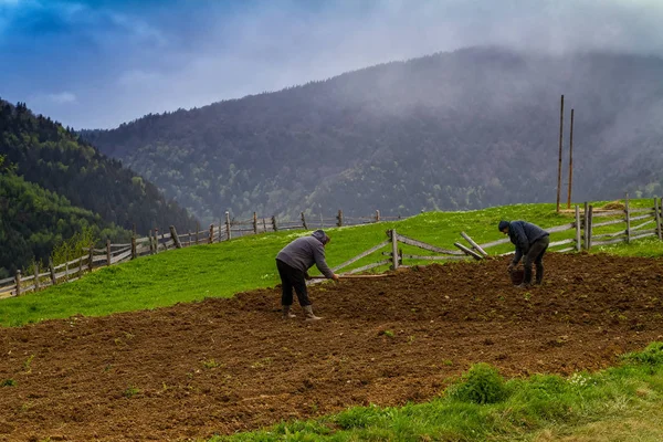 Посадці картоплі в Карпатах — стокове фото