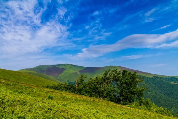 Manhã de verão ensolarada no cume de Borzhava nos Cárpatos — Fotografia de Stock