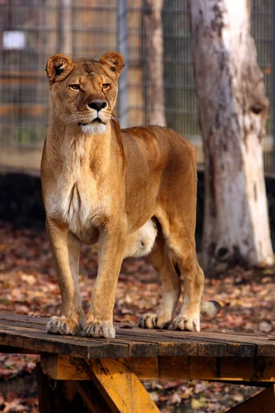 Hermosa leona en el zoológico . —  Fotos de Stock