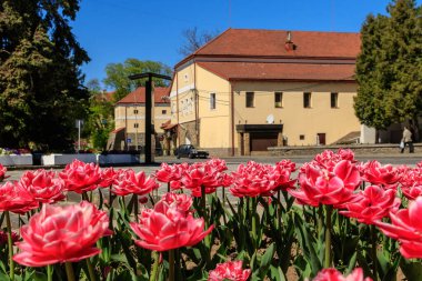 Uzhgorod, Ukrayna - 18 Nisan 2020: Karantina sırasında terk edilmiş bir şehir merkezinde pembe melez lalelerle parlak çiçek tarlası. Coronavirus hastalığı 2019 (COVID-19).