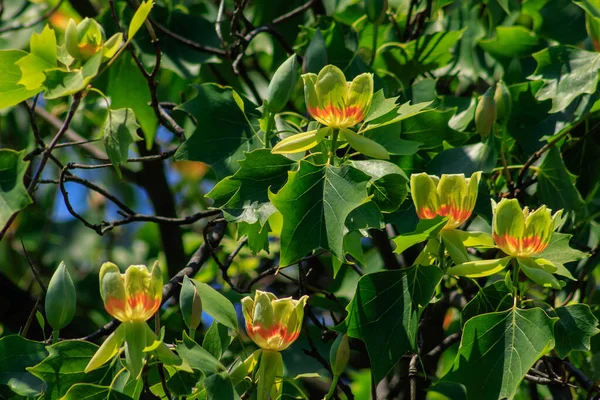 Virágzó Tulipánfa Liriodendron Tulipifera Tulipánfa Amerikai Tulipánfa Tulipánfa Város Egyik — Stock Fotó