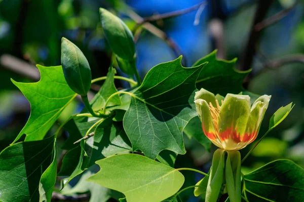 Bloeiende Tulpenboom Liriodendron Tulipifera Tulip Tree American Tulip Tree Tuliptree — Stockfoto