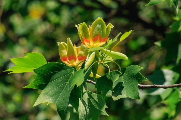 Virágzó Tulipánfa Liriodendron Tulipifera Tulipánfa Amerikai Tulipánfa Tulipánfa Város Egyik — Stock Fotó