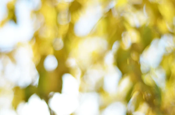 Rozostřený, světlé listy na stromě. — Stock fotografie