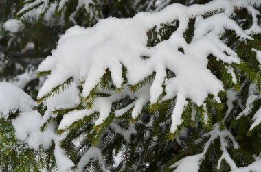 Çam ağacı'nın şube görüntüsünü
