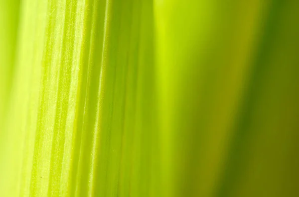 緑の葉のテクスチャ背景マクロ. — ストック写真