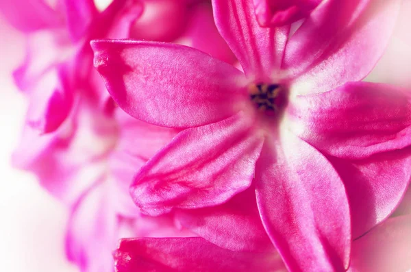 Närbild rosa Hyakinthos. Blomma bakgrund. — Stockfoto