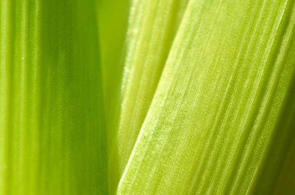 緑の葉のテクスチャ マクロ. — ストック写真