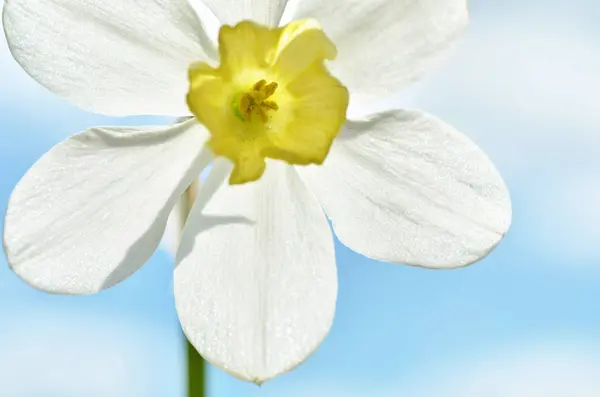 Narciso flor en el cielo fondo . —  Fotos de Stock